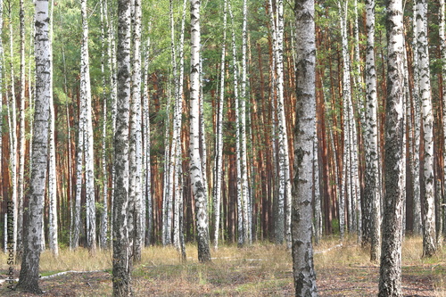 Beautiful birches in forest in early autumn