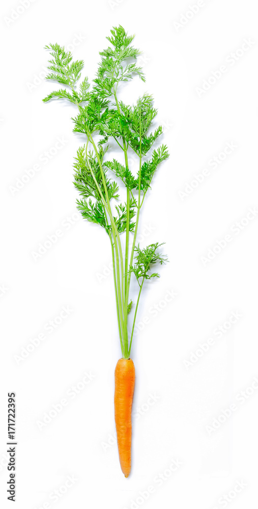 Carrot with leaves isolated on white background Carrot with leaves isolated on white background