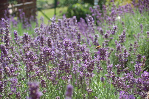 Lavendel, Lavendelmeer mit Bienen
