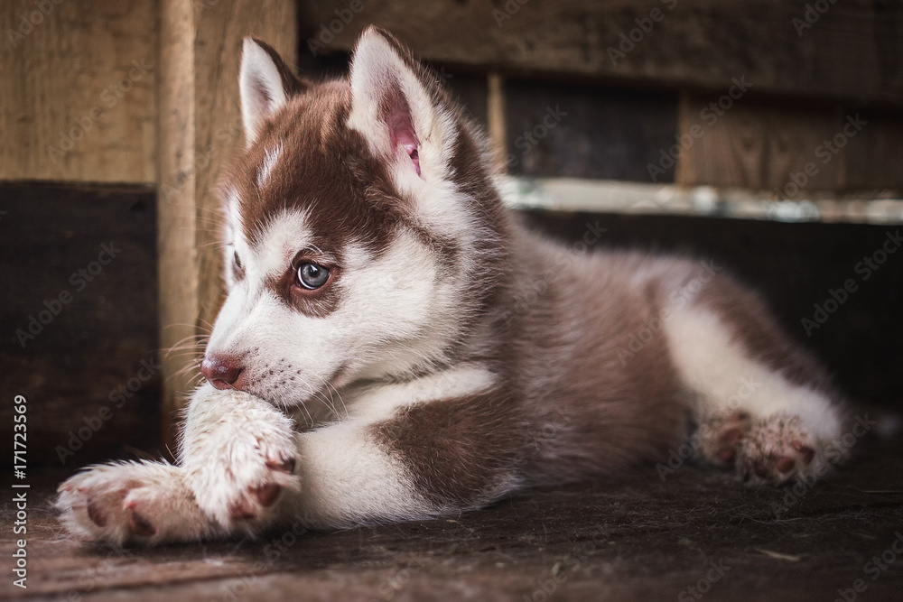Little Husky puppy Little Husky puppy