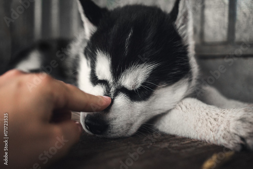 Little Husky puppy photo