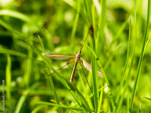 daddy long legs crane fly Tipulidae close up © Callum