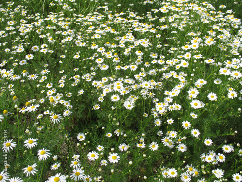 The field of daisies