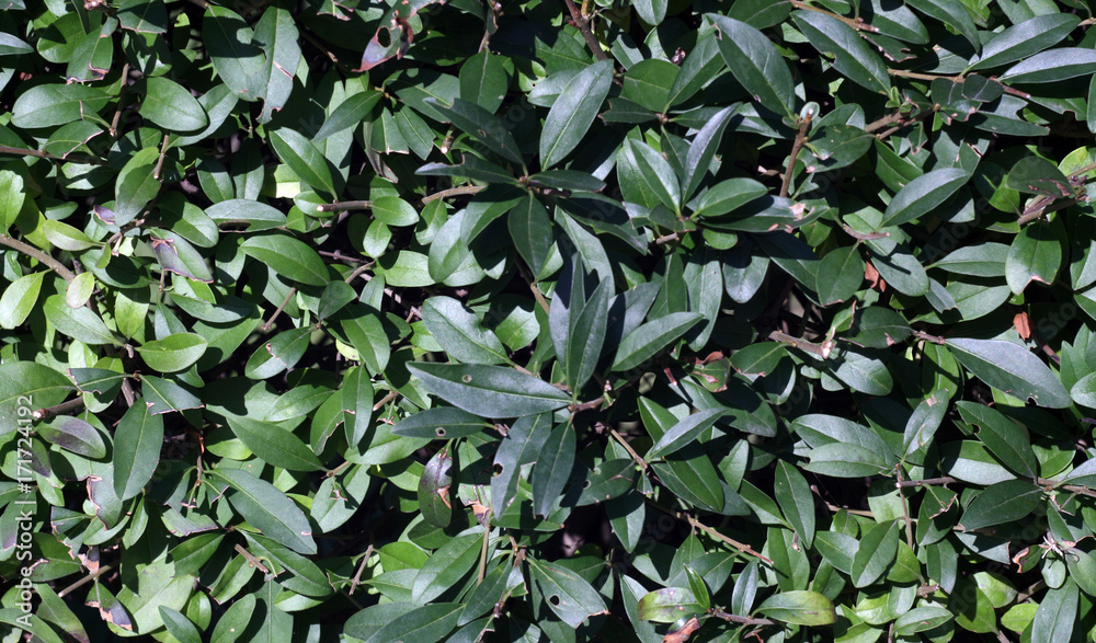 Green color bush leaves pattern. Green color bush leaves pattern.