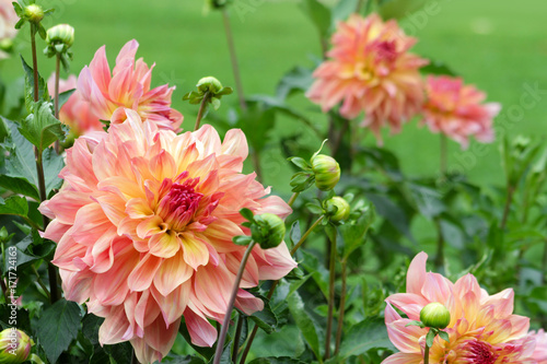 Fototapeta Naklejka Na Ścianę i Meble -  Dahlie - Dahlia - Riesenschmuckdahlie   Sorte Papageno  Blüten und Knospen