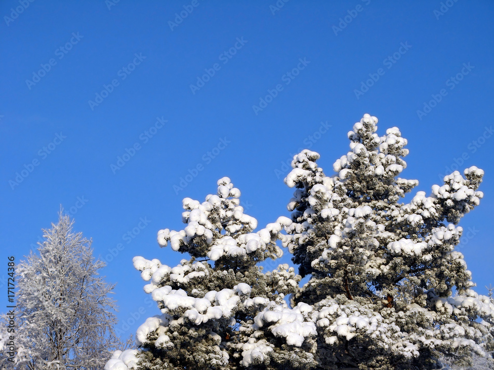 Tree in the snow against the blue sky. The snow lies on the tree. Spruce in the snow.