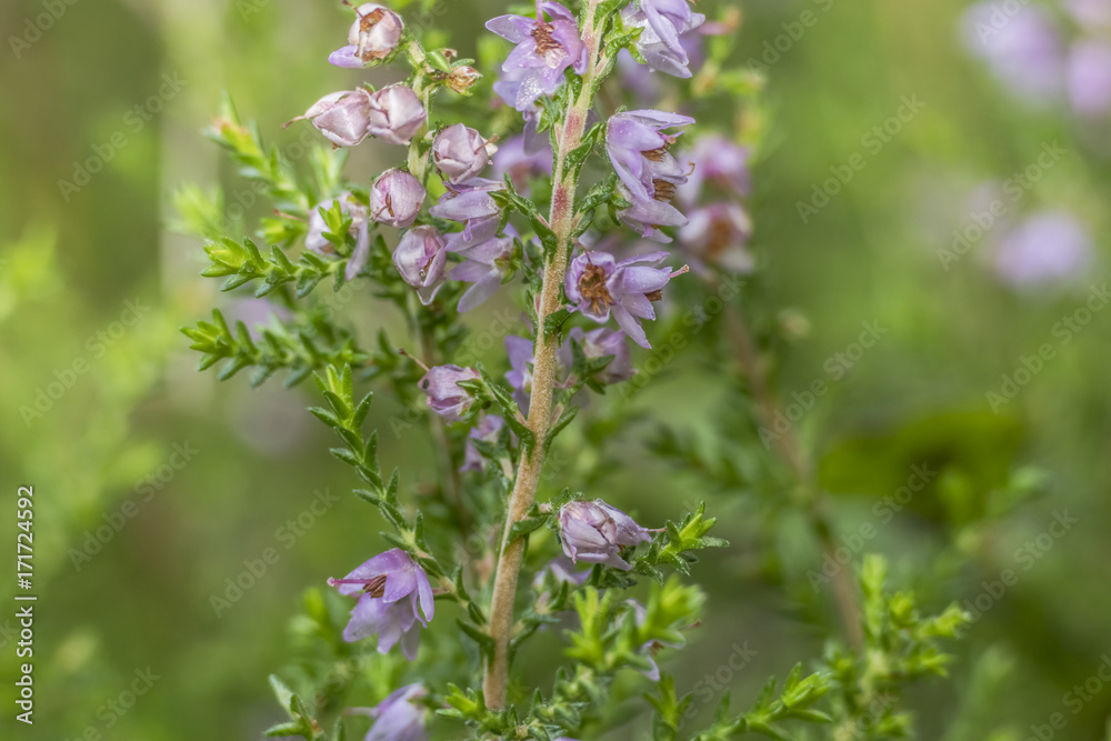 Calluna vulgaris Calluna vulgaris