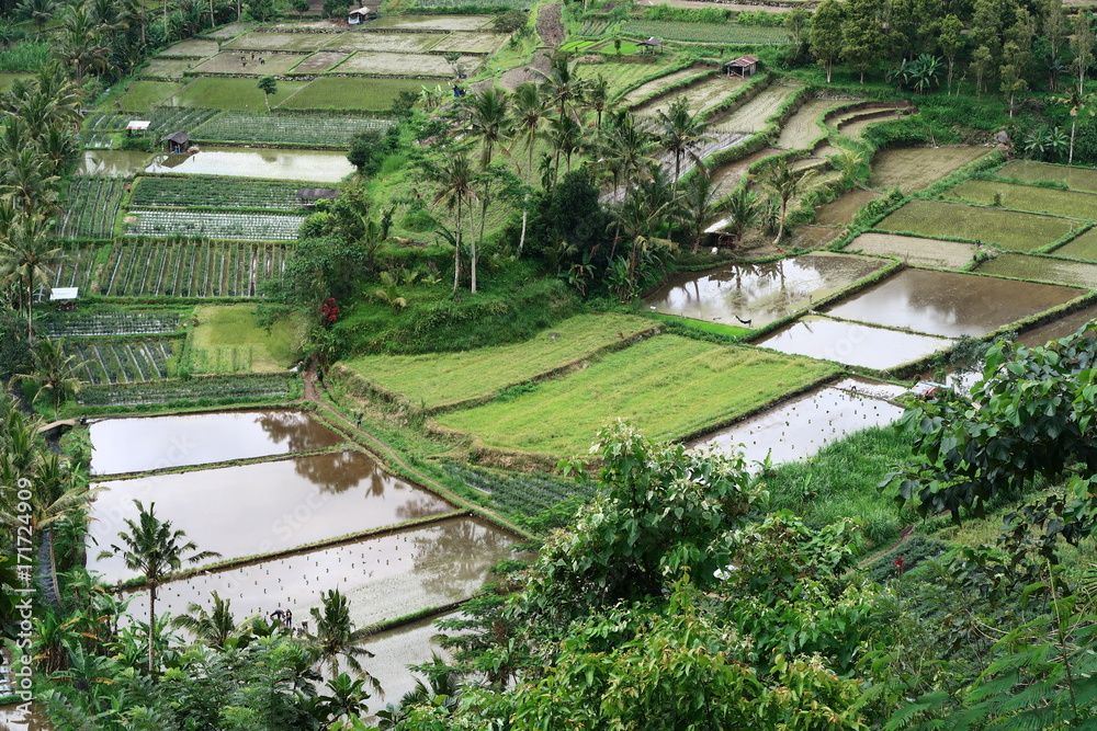 Terrazas de arroz en Bali Terrazas de arroz en Bali