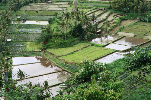Terrazas de arroz en Bali