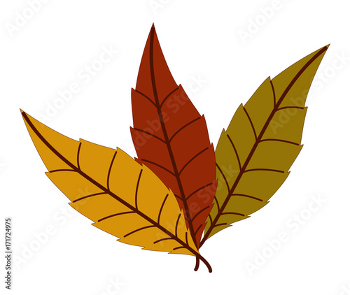 Colorful Autumn Leaves Vector