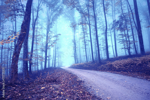 Dreamy foggy mysterious colored forest road landscape.