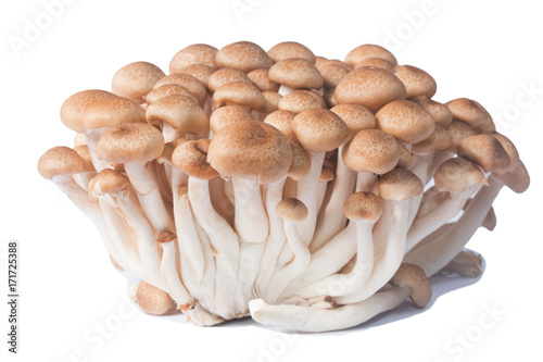 Fresh Shimichi mushrooms 