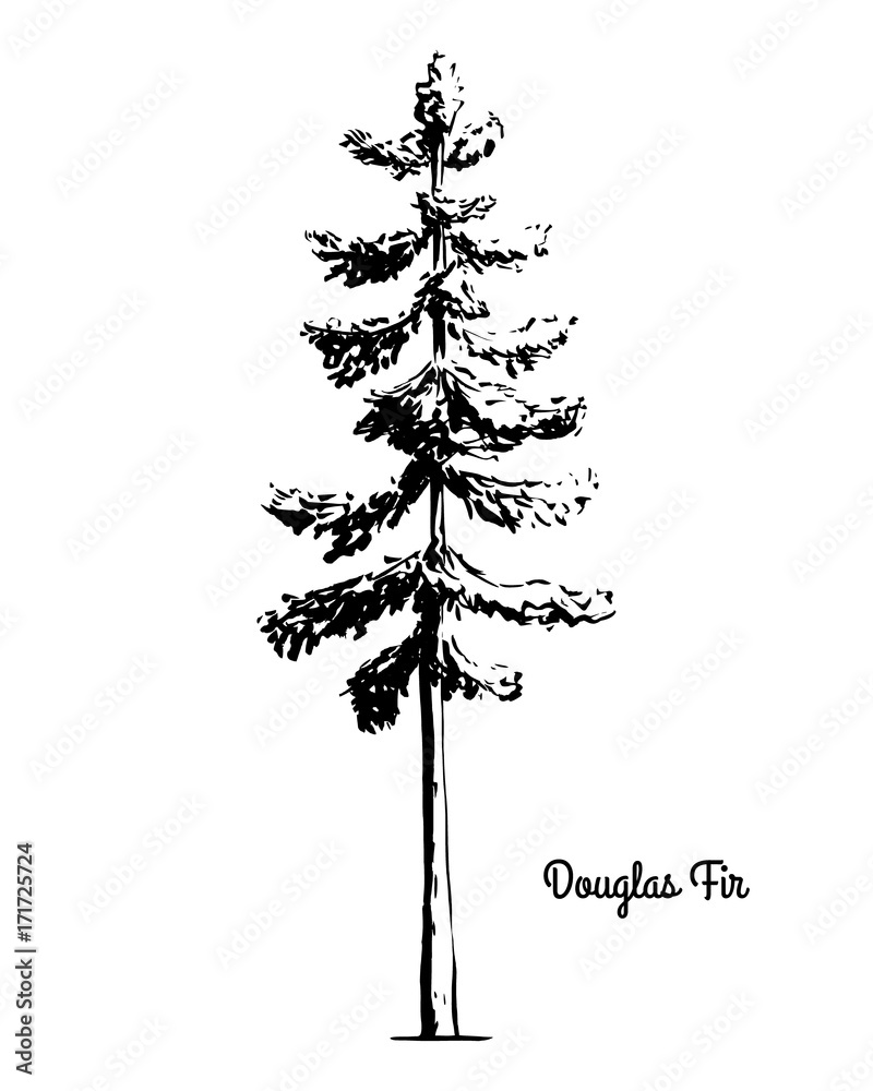 Obraz premium Vector sketch illustration. Black silhouette of Douglas Fir isolated on white background. Drawing of evergreen coniferous plant, Oregon state tree.