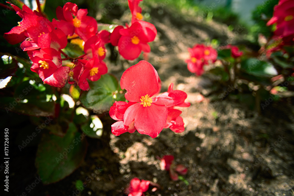 Red flower Balsaminaceae in the garden, close Red flower Balsaminaceae in the garden, close