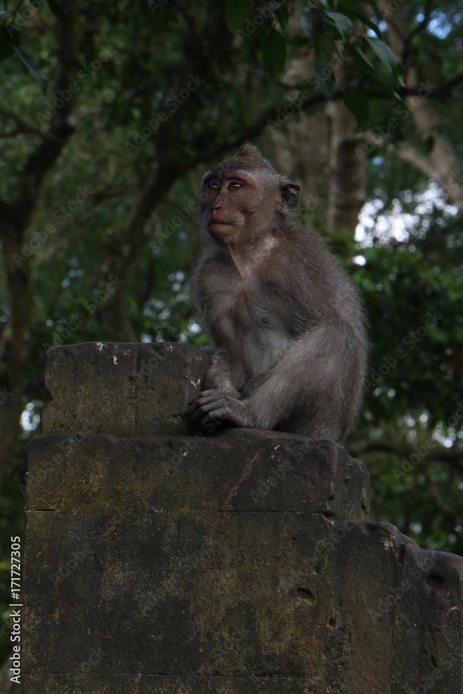 Monkey Forest, Ubud