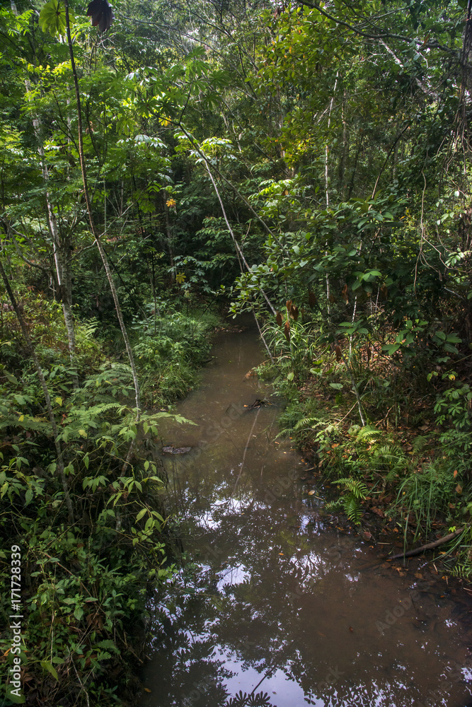 Córrego (rio) | Stream photographed in Linhares, Espírito Santo - Southeast of Brazil. Córrego (rio) | Stream photographed in Linhares, Espírito Santo - Southeast of Brazil.