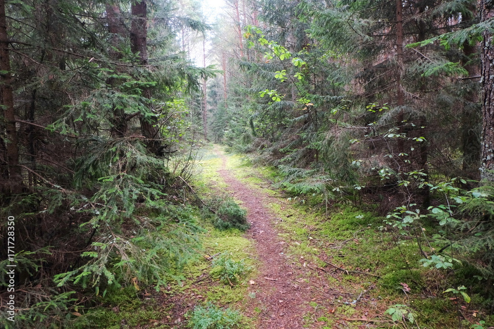 Fototapeta premium The trail in a pine forest