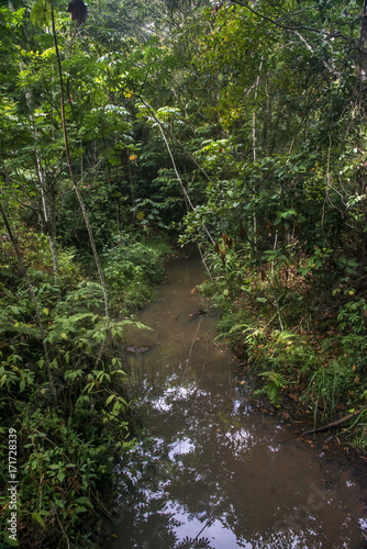 C  rrego  rio    Stream photographed in Linhares  Esp  rito Santo - Southeast of Brazil.