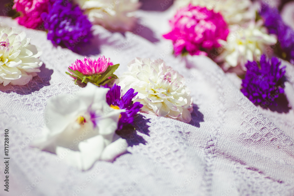 Fototapeta premium Pink and violet flowers on white plaid
