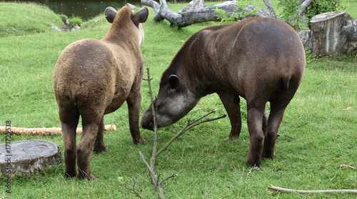 Tapir © 120iwonka