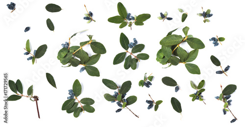 a honeysuckle on a white background
