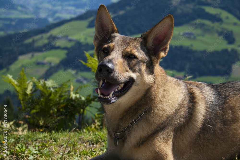 Wolfshund im Liegen Wolfshund im Liegen