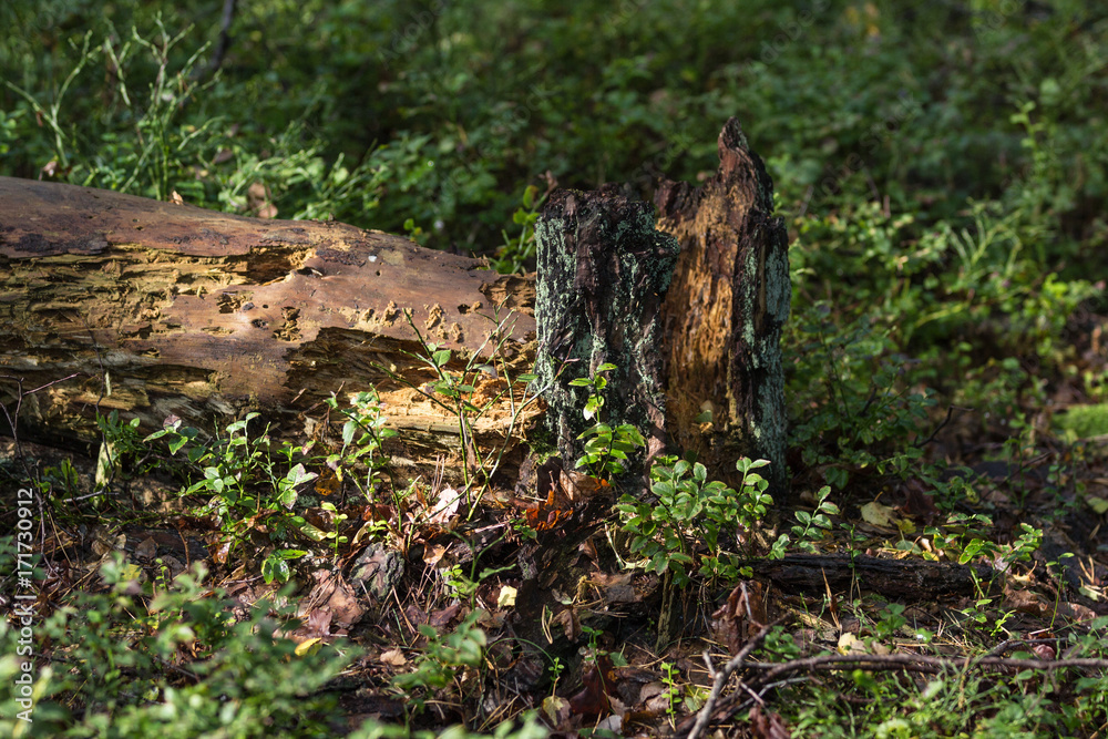 Vermoderndes Holz im Teutoburger Wald