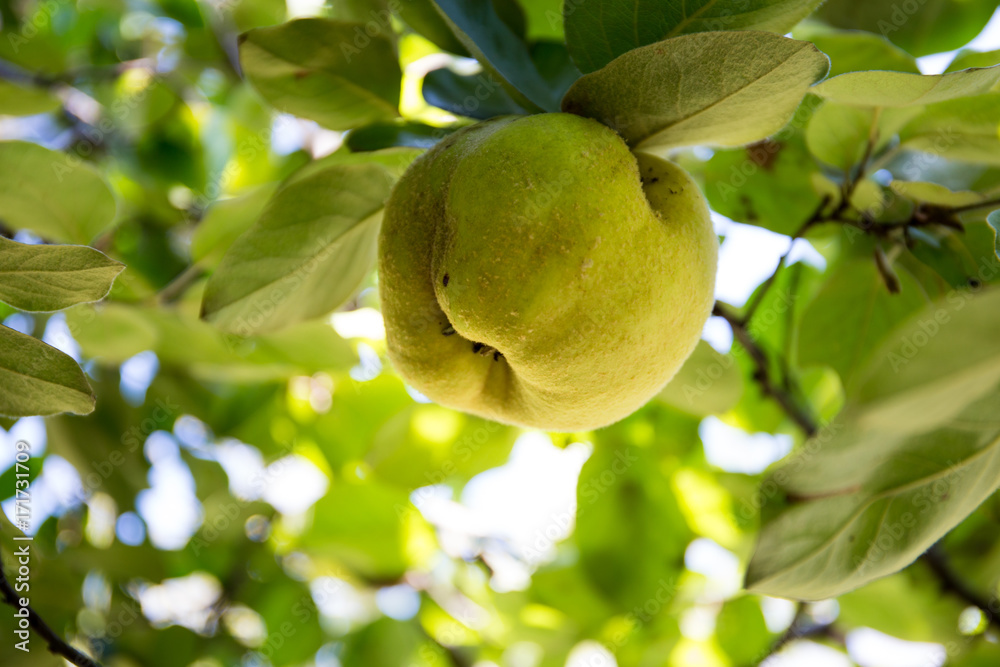Quince on branch. Organic quince ripe on branch in fall season. Quince on branch. Organic quince ripe on branch in fall season.