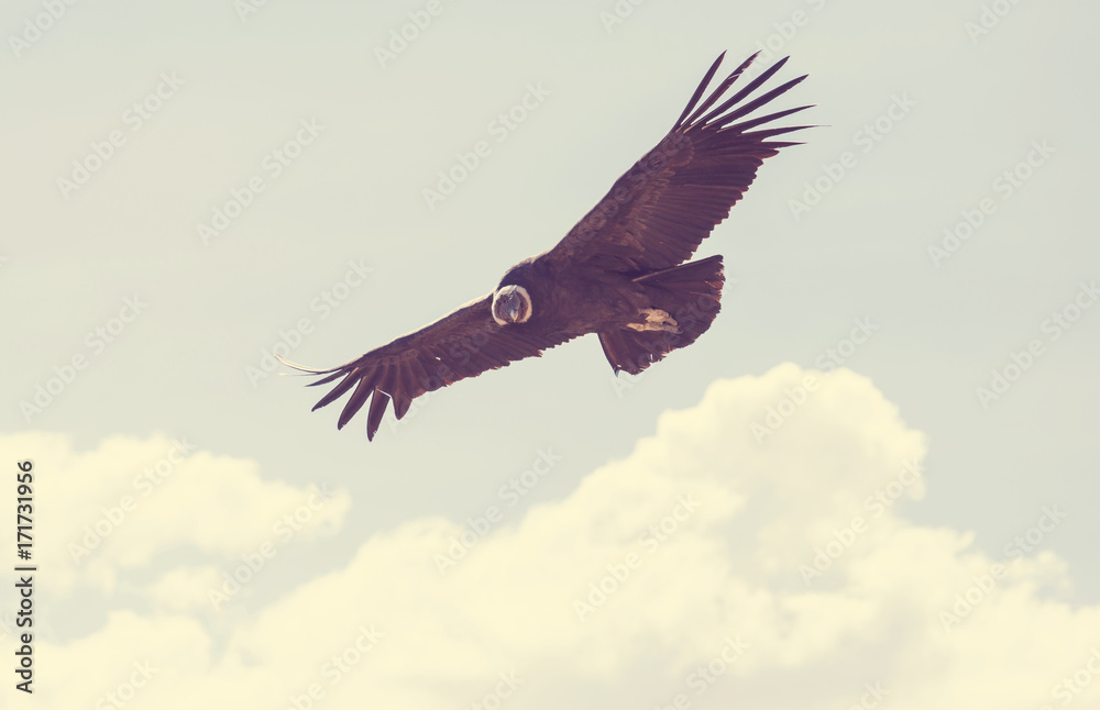 Obraz premium Condor