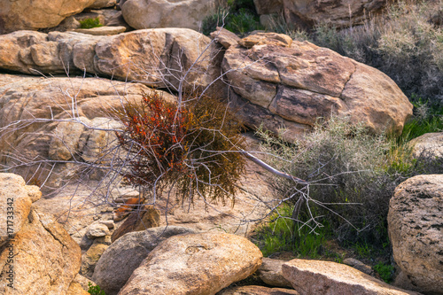 Joshua Trees in Joshua Tree National Park, Riverside County and San Bernardino County, California, USA