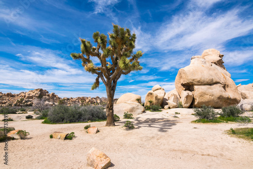 Joshua Trees in Joshua Tree National Park, Riverside County and San Bernardino County, California, USA