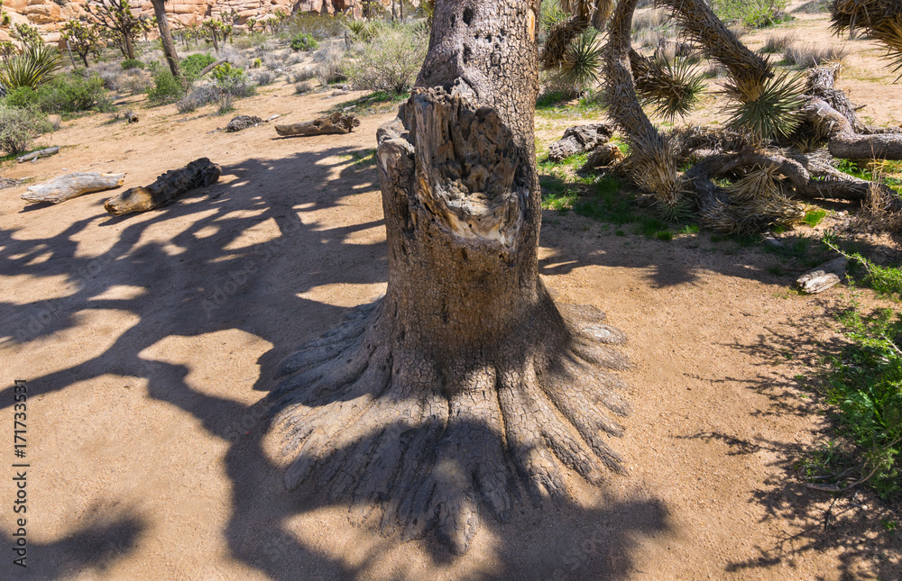 Joshua Trees in Joshua Tree National Park, Riverside County and San Bernardino County, California, USA Joshua Trees in Joshua Tree National Park, Riverside County and San Bernardino County, California, USA