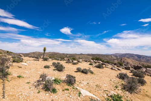 Keys View, Joshua Trees in Joshua Tree National Park, Riverside County and San Bernardino County, California, USA