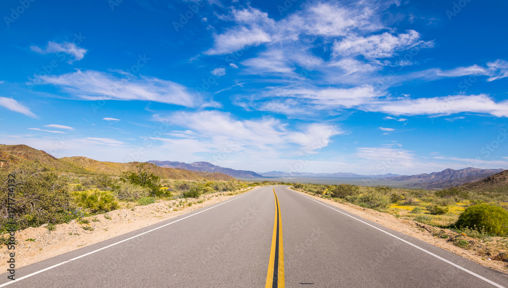 Naklejka premium Joshua Trees in Joshua Tree National Park, Riverside County and San Bernardino County, California, USA