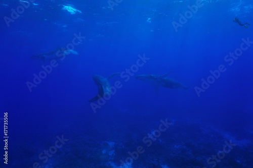 Three humpback whales, Megaptera novaeangliae, underwater in the Pacific ocean with a snorkeler watching, Rurutu island, Austral archipelago, French Polynesia