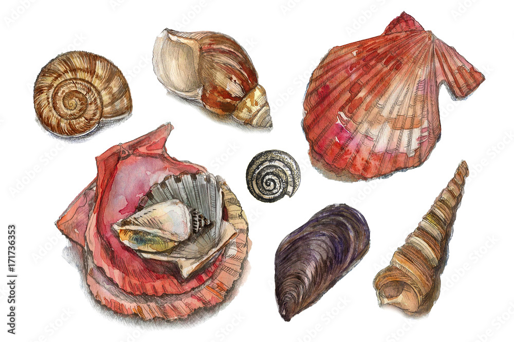 Watercolor set of seashells Watercolor set of seashells