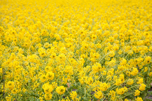 黄色い花畑 © You