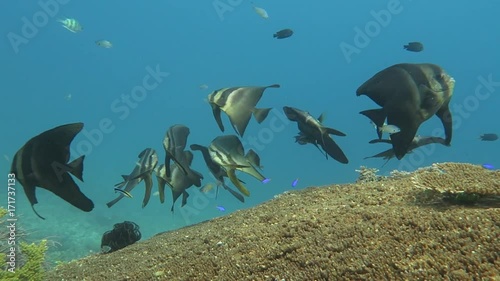 juvenile batfish cleaning station photo