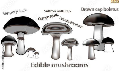 Mushrooms. Black icon. Set mushrooms. Edible fungus. Illustration to culinary sites or cook book. Recipe mushrooms, vegetarian menu, kitchen interior design. Vector illustration.