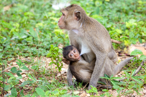 the monkey baby sucks its mother's breast milk. Good beautiful illustration for nature article and article about maternal care. Monkey feeds her baby © Shaganart