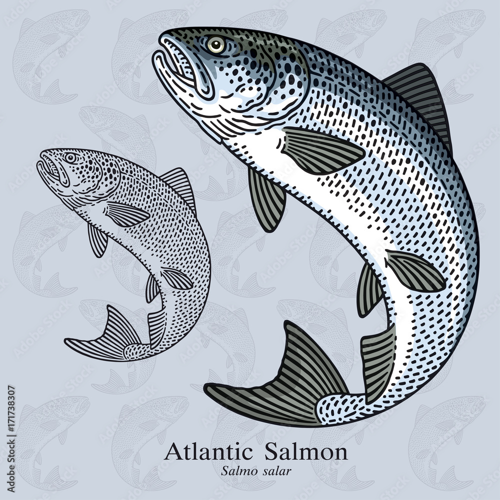 Obraz premium Atlantic Salmon. Vector illustration for artwork in small sizes. Suitable for graphic and packaging design, educational examples, web, etc.