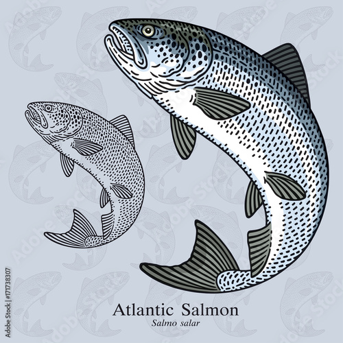 Atlantic Salmon. Vector illustration for artwork in small sizes. Suitable for graphic and packaging design, educational examples, web, etc.