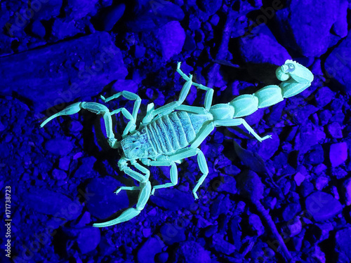  scorpion Buthus occitanus glow bright green under UV light