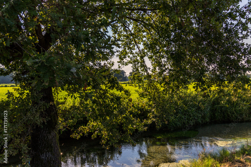 a curved tree on the shore of a canal a curved tree on the shore of a canal