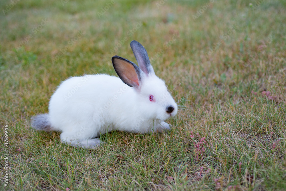 Fluffy white little rabbit with red eyes and black nose, on green grass Fluffy white little rabbit with red eyes and black nose, on green grass