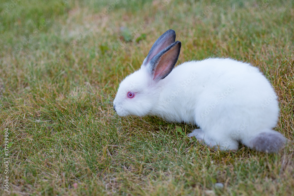 Cute white little rabbit with red eyes, walks on green grass Cute white little rabbit with red eyes, walks on green grass
