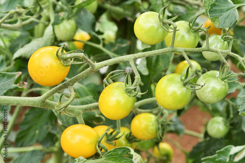 Wallpaper Mural 家庭菜園のミニトマト Torontodigital.ca