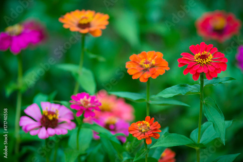 Isolated focus on beautiful red zinnia flower with juicy green leaves