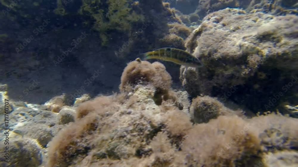 Underwater shot tracking several ornate wrasse fish swimming in the Mediterranean sea in the shore of Crete. Underwater shot tracking several ornate wrasse fish swimming in the Mediterranean sea in the shore of Crete.