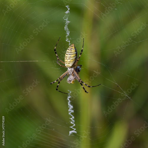 Macro photo of spider hunted his prey